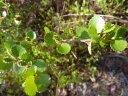 green round leaves